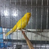 قناری نره مست بخان