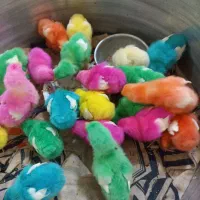 جوجه رنگی