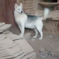 سگ هاسکی