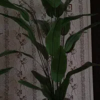 گلدان