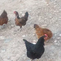 مرغ کردی مهران