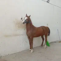 مادیون دره شوری
