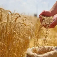 گندم کلتی