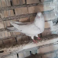 دمبی