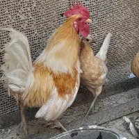 خروس|حیوانات مزرعه|شهریار, رزکان|دیوار