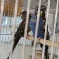 مرغ عشق بلک فیس،بلک وینگ(معاوضه با ردچیک)|پرنده|یزد, |دیوار