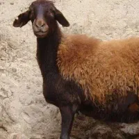 بره سبک و سنگین  به مناسبت عاشورا