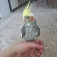 عروس هلندی دستی ۵ ماهه