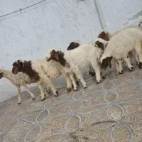 تعدادی بره