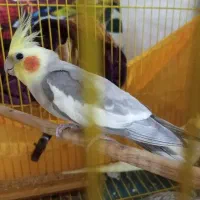عروس هلندی نر آهویی بالغ جوون