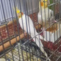 واگذاری  طوطی هلندی مولد