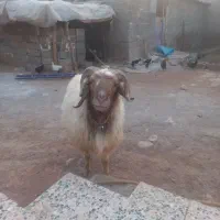 قورچ|حیوانات مزرعه|خرم‌آباد, |دیوار