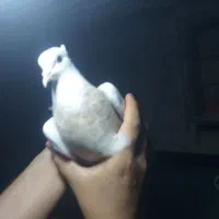 کبوتر طوقی