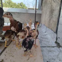 جوجه لاری جوجه برهما