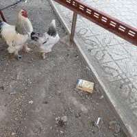 فروش خروس برهما لایت