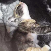 بچه گربه