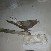 کبوتر|پرنده|نورآباد, |دیوار