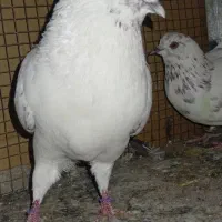 کبوتر