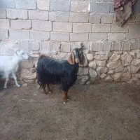 بز و تیشتر درجه یک هم بر خورد