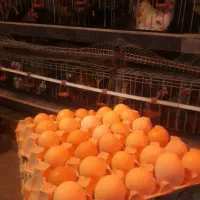 متن  و عکس ملاحظه شه