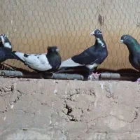تعدادی کبوتر رگدار به ضمانت