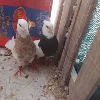 کبوتر طوقی