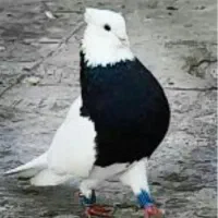 گروه کفتر بازان