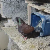 کفتر کبوتر کینگ