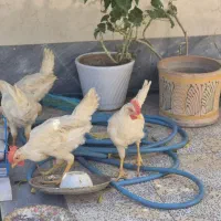 جوجه خروس ۴ ماهه