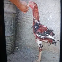 خروس لاری