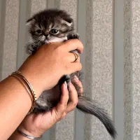 بریتیش واسکاتیش بلک گلد