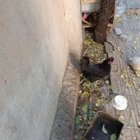 مرغ گلین