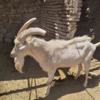 کل سانن کسی خواست تماس بگیرد