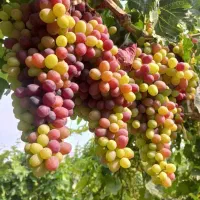 هرس سبز (حرفه ایی)