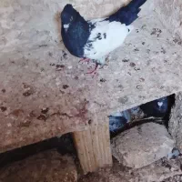 سینه سیاه