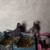 کبوتر سرور