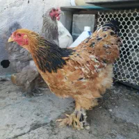 مرغ و خروس برهما