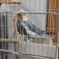 عروس هلندی