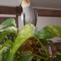 عروس هلندی
