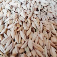 جو گندم.و کاه جو وگندم درارزوئیه