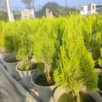 گامیس سبز|گل و گیاه طبیعی|نائین, |دیوار
