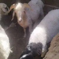 بره نر