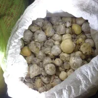 موسیر
