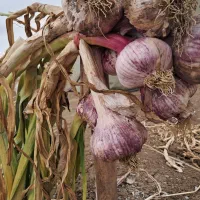 سیر درجه یک مغان