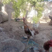 انواع مرغ و خروس لاری گلین چهل تاج و محلی