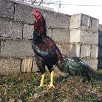 خروس لاری...
