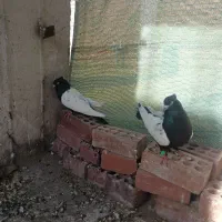 سینه سیاه و زرد