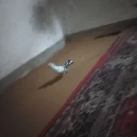 کفتر