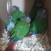 گرینچیک کوتوله  عروس هلندی و کاسکو