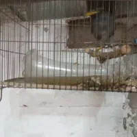 مرغ مینا